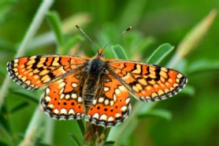 Gzel Nazuum (Euphydryas orientalis)