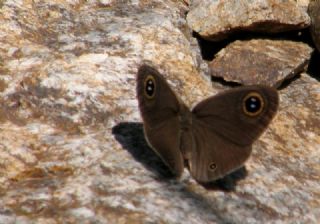 Karagz (Ypthima asterope)