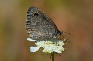 Karagz (Ypthima asterope)