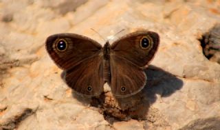 Karagz (Ypthima asterope)