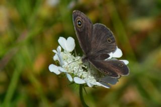 Karagz (Ypthima asterope)