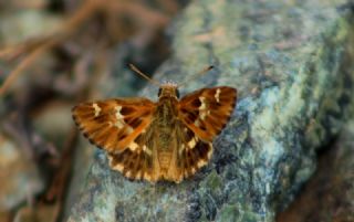 Cezayir Zpzp (Carcharodus stauderi)