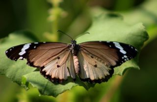 Sultan (Danaus chrysippus)