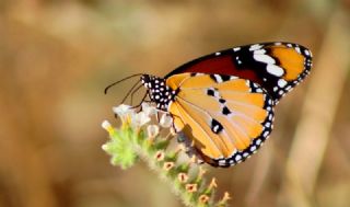 Sultan (Danaus chrysippus)