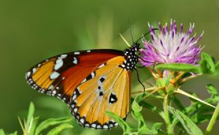 Sultan (Danaus chrysippus)