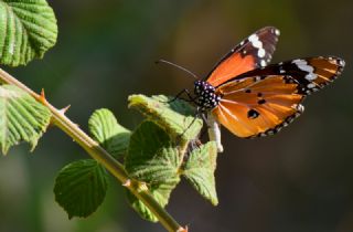 Sultan (Danaus chrysippus)