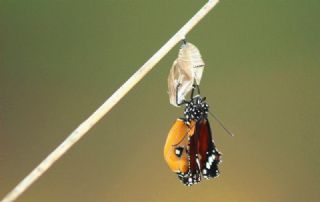 Sultan (Danaus chrysippus)