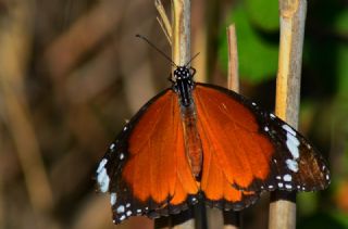 Sultan (Danaus chrysippus)