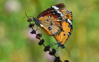 Sultan (Danaus chrysippus)
