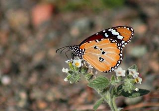 Sultan (Danaus chrysippus)