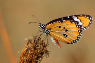 Sultan (Danaus chrysippus)