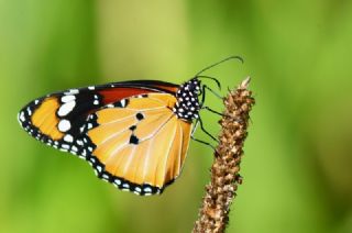 Sultan (Danaus chrysippus)