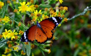 Sultan (Danaus chrysippus)