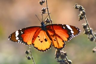 Sultan (Danaus chrysippus)