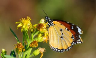 Sultan (Danaus chrysippus)