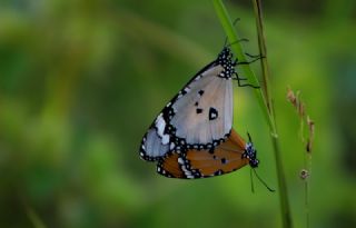 Sultan (Danaus chrysippus)