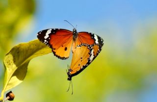 Sultan (Danaus chrysippus)