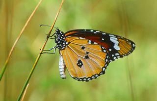 Sultan (Danaus chrysippus)