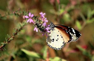 Sultan (Danaus chrysippus)