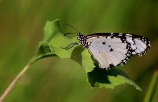 Sultan (Danaus chrysippus)