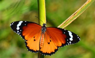 Sultan (Danaus chrysippus)