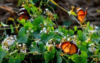 Sultan (Danaus chrysippus)