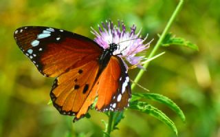 Sultan (Danaus chrysippus)