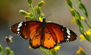 Sultan (Danaus chrysippus)