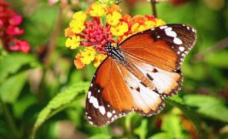 Sultan (Danaus chrysippus)