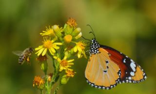 Sultan (Danaus chrysippus)