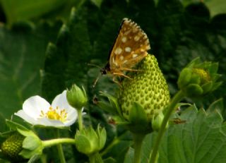 Kzl Zpzp (Spialia orbifer)