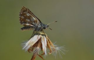 Kzl Zpzp (Spialia orbifer)