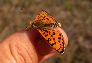 Benekli �parhan&nbsp;(Melitaea&nbsp;didyma)
