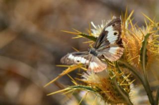 Anadolu Yalanccads (Pseudochazara anthelea)