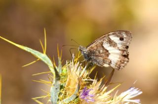 Anadolu Yalanccads (Pseudochazara anthelea)