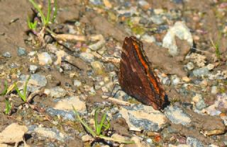 Karaaa Nimfalisi (Nymphalis polychloros)