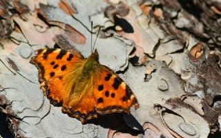 Karaa�a� Nimfalisi&nbsp;(Inachis&nbsp;polychloros)