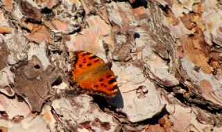 Karaaa Nimfalisi (Inachis polychloros)
