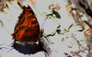 Karaa�a� Nimfalisi&nbsp;(Inachis&nbsp;polychloros)