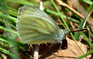 Yalanc Beyazmelek (Pieris pseudorapae)