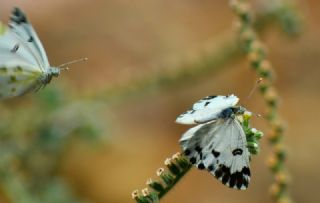 Kk Beneklimelek (Pontia chloridice)