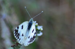 Kk Beneklimelek (Pontia chloridice)
