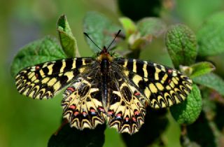 Gney Fistosu (Zerynthia polyxena)