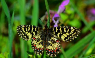 Gney Fistosu (Zerynthia polyxena)