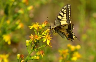 Krlangkuyruk (Papilio machaon)