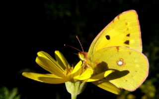 Sar� Azamet&nbsp;(Colias&nbsp;croceus)