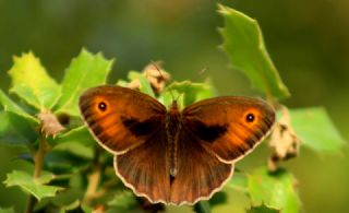 Halikarnas Esmeri (Maniola halicarnassus)