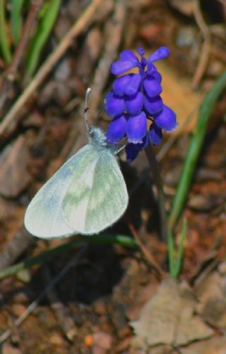 Narin Orman Beyaz (Leptidea sinapis)