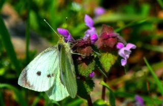 Byk Beyazmelek  (Pieris brassicae)