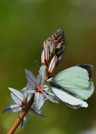 Byk Beyazmelek  (Pieris brassicae)